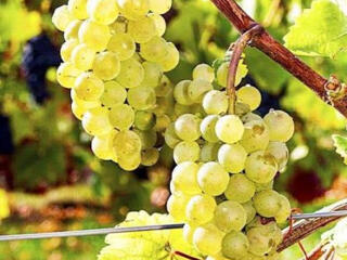 Продам Виноград нескольких сортов, самосбор 3 руб