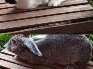 Продам кроликов полу великан Глиное Слободзейского района