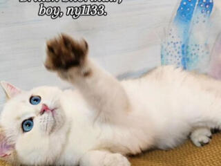 Британский короткошёрстный мальчик