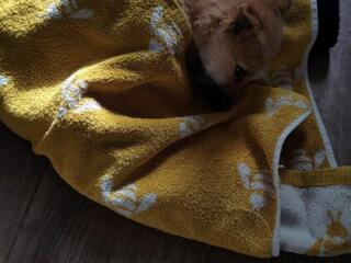 Cățelușa gingașă pare rasa terier caută casă iubitoare