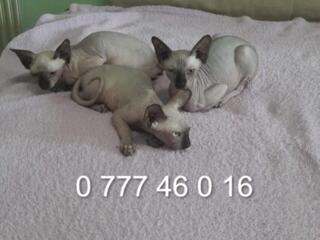 Продаются котята канадского сфинкса