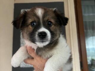 Отдам в добрые руки