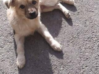 Чудесный малыш ищет дом