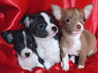 Продам Чихуахуа