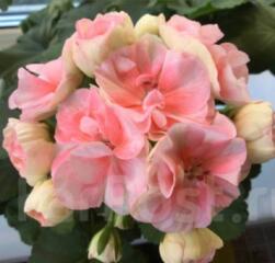 Доставим бесплатно: пеларгония зональная 100 сортов.