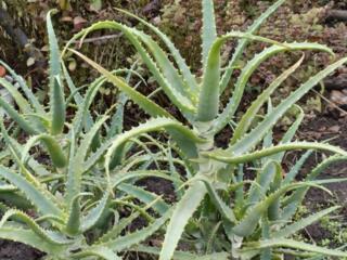 Продам алоэ вера