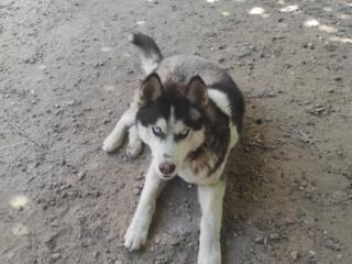 Продам сабаку