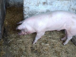 Случка порода крупно-белый