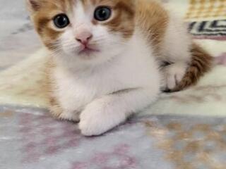 Отдам котенка в хорошие руки