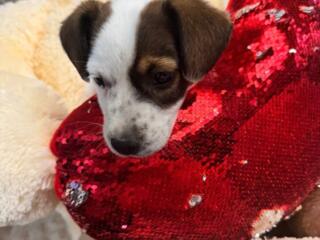 Джек - Рассел терьер