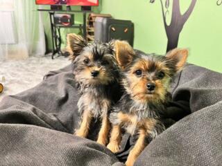 Йорк терьер