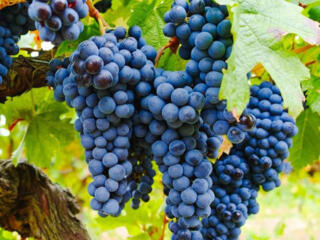 Продам Виноград нескольких сортов, самосбор 3 руб