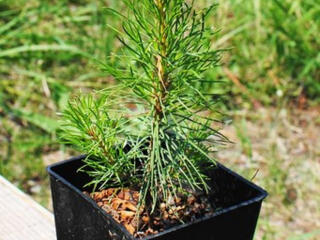 Молоденькие сосны!