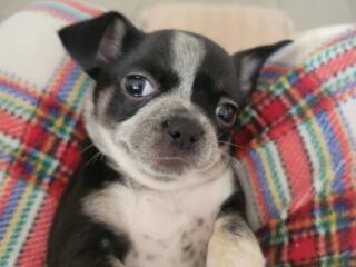 Щенок чихуахуа девочка