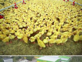 Работа на ферме!