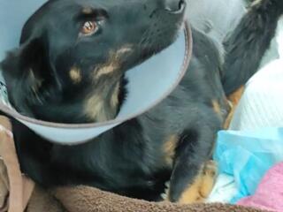 Ищу передержку для собачки