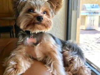 Куплю собаку породы йоркширский терьер девочку