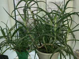 Продам алоэ, 120 руб за кг.