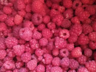 Продам саженцы малины