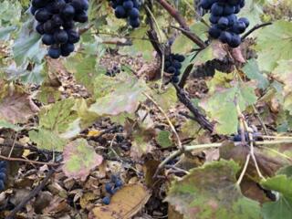 Продам черный виноград