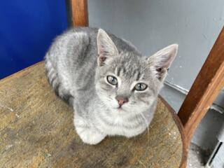 Отдам в добрые руки!!! 