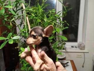 Русский той терьер