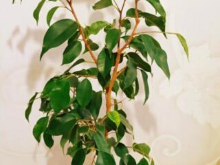 Продам комнатные растения