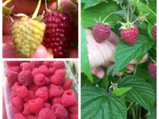 Саженцы ремонтантной малины ЗЮГАНА