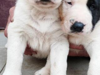 Продаются щенки Туркменского Алабая