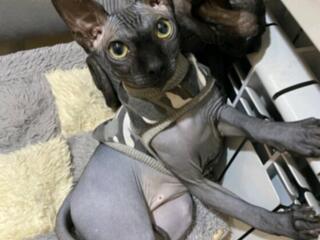 Вязка канадский сфинкс