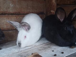 Продаю кроликов