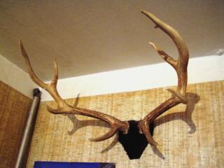 Рога пятнистого оленя, рог тура, Куликолонская арча.