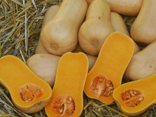 Продам тыкву. В наличии 1 тонна