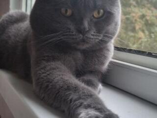 Шотландец, вязка