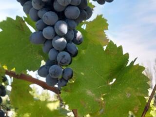 Продам Виноград "Молдова"