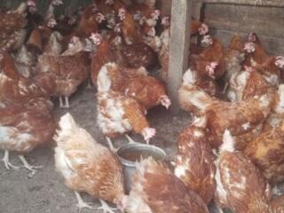 Продам кур несушек Ломан-Браун возраст 10 месяцев