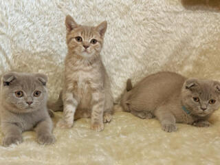 Шотландские котята