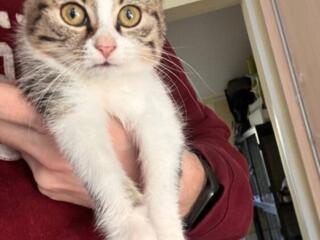 Отдам в хорошие руки кошечку