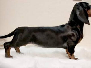 Срочно в хорошие руки такса