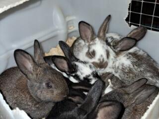 Продам кроликов с. Карагаш