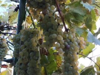 Продаю виноград сорта Шуня (винный)