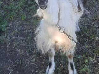 Продам козу 1год 6 месяцев