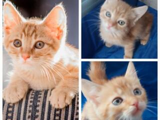 Отдам даром, малышей