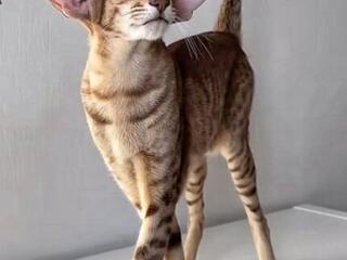 Куплю кошечку, котёнка ориентальной породы