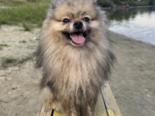 Вязка померанского шпица (кобель)