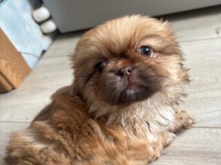 Vând cățeluş Pekinez