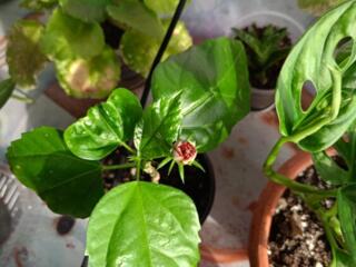 Приму в дар комнатные растения