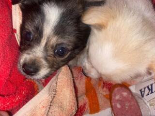 Отдам в добрые руки