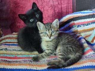 Două fetițe caută căsuță