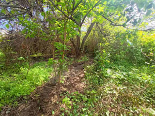 Совиньон Зеленый гай участок 12 соток